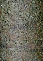 Épicéa commun. Écorce. Cliquer pour agrandir l'image.