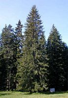 Épicéa commun. Plante. Cliquer pour agrandir l'image.
