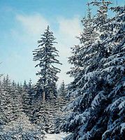 Épicéa commun. Sous la neige. Cliquer pour agrandir l'image.