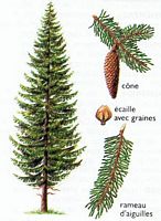 Épicéa commun. Planche. Cliquer pour agrandir l'image.