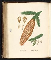 Épicéa commun. Planche d'identification Saint-hilaire. Cliquer pour agrandir l'image.