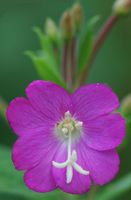 Épilobe hirsute. Fleur, Côtes de Clermont. Cliquer pour agrandir l'image.