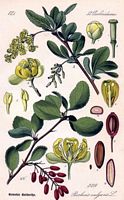 Épine vinette. Dessin d'identification. Cliquer pour agrandir l'image.