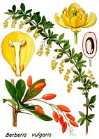 Épine vinette. Dessin d'identification. Cliquer pour agrandir l'image.