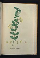 Épine vinette. Planche d'identification Saint-hilaire. Cliquer pour agrandir l'image.