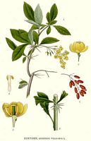 Épine vinette. Planche d'identification Linnemand. Cliquer pour agrandir l'image.