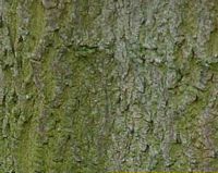 Érable champêtre. Écorce. Cliquer pour agrandir l'image.