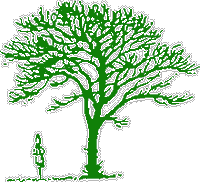 Érable champêtre. Silhouette dessin. Cliquer pour agrandir l'image.