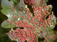 Érable champêtre. Parasitée par Eriophyes macrorhynchus. Cliquer pour agrandir l'image.
