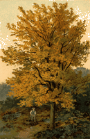 Érable champêtre. Peinture. Cliquer pour agrandir l'image.