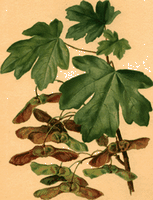 Érable champêtre. Dessin. Cliquer pour agrandir l'image.