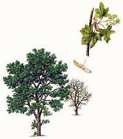 Érable champêtre. Dessin. Cliquer pour agrandir l'image.