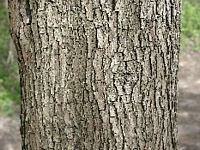 Érable champêtre. Écorce. Cliquer pour agrandir l'image.