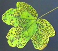 Érable champêtre parasité par Didymosporina aceris