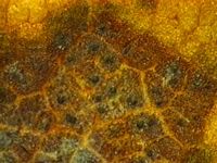 Érable champêtre. Parasite Didymosporina aceris. Cliquer pour agrandir l'image.