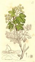 Érable champêtre. Planche d'identification. Cliquer pour agrandir l'image.