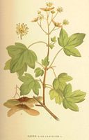 Érable champêtre. Dessin d'identification. Cliquer pour agrandir l'image.