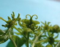 Érable champêtre. Fleurs. Cliquer pour agrandir l'image.