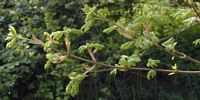 Érable champêtre. Bourgeons éclatant. Cliquer pour agrandir l'image.