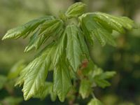 Érable champêtre. Feuilles nouvelles. Cliquer pour agrandir l'image.