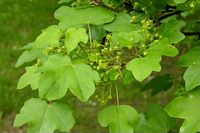 Érable champêtre. Fleurs. Cliquer pour agrandir l'image.