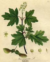 Érable champêtre. Dessin d'identification. Cliquer pour agrandir l'image.