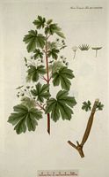 Érable champêtre. Dessin d'identification. Cliquer pour agrandir l'image.