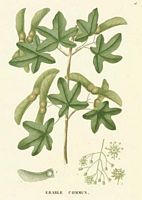 Érable champêtre. Dessin d'identification. Cliquer pour agrandir l'image.