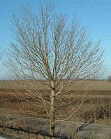 Érable champêtre. Sans feuillage. Cliquer pour agrandir l'image.