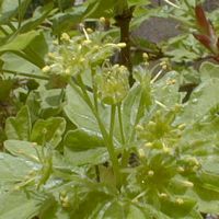 Érable champêtre. Fleurs mâles. Cliquer pour agrandir l'image.