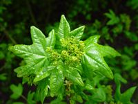 Érable champêtre. Fleurs. Cliquer pour agrandir l'image.