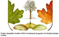 Érable champêtre. Dessin. Cliquer pour agrandir l'image.