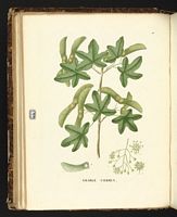 Érable champêtre. Planche d'identification Saint-hilaire. Cliquer pour agrandir l'image.