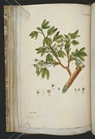Érable champêtre. Planche d'identification Aubry. Cliquer pour agrandir l'image.