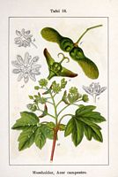 Érable champêtre. Cliquer pour agrandir l'image. Érable champêtre. Cliquer pour agrandir l'image.
