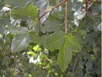 Érable de montpellier. Feuilles. Cliquer pour agrandir l'image.