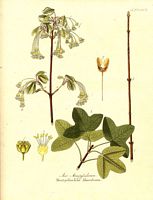 Érable de montpellier. Planche d'identification. Cliquer pour agrandir l'image.