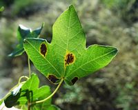 Érable de montpellier. Feuille. Cliquer pour agrandir l'image.