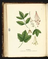 Érable de montpellier. Planche d'identification Saint-hilaire. Cliquer pour agrandir l'image.