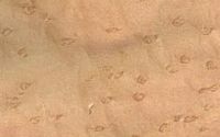 Érable mouchete. Érable moucheté déroulé. Cliquer pour agrandir l'image.