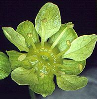 Érable plane. Fleur. Cliquer pour agrandir l'image.