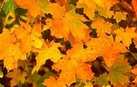 Érable plane. Feuilles d'automne. Cliquer pour agrandir l'image.