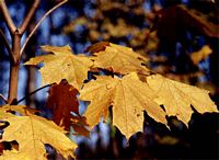 Érable plane. Feuilles d'automne. Cliquer pour agrandir l'image.
