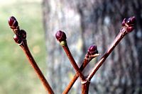 Érable plane. Bourgeons. Cliquer pour agrandir l'image.