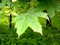 Érable plane. Feuilles. Cliquer pour agrandir l'image.
