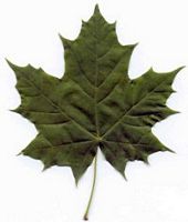 Érable plane. Feuille. Cliquer pour agrandir l'image.