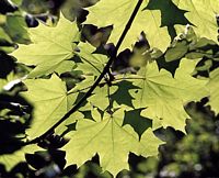 Érable plane. Feuilles. Cliquer pour agrandir l'image.