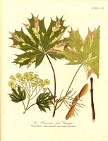 Érable plane var foliis variegatis