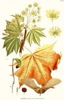 Érable plane. Planche d'identification Linnemand. Cliquer pour agrandir l'image.