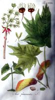 Érable plane. Planche d'identification ypey. Cliquer pour agrandir l'image.